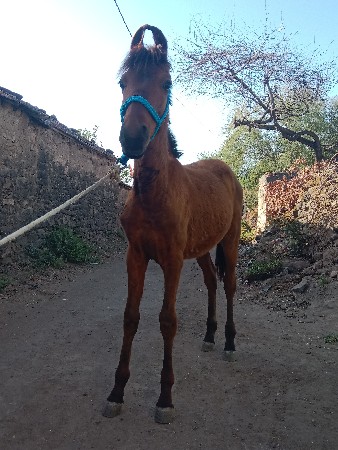 વશેરો વેસવાનો છે