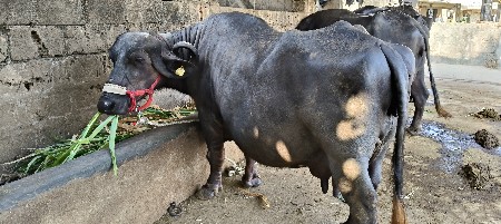 ભેંસ વેસ વાની છે