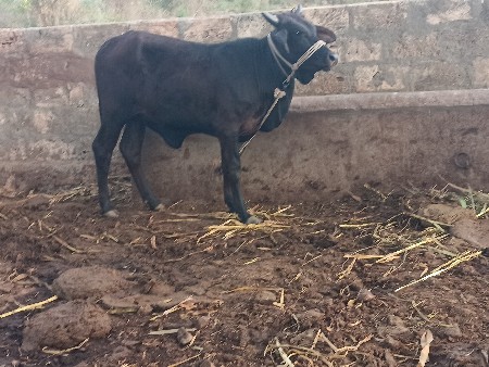 થંબનેલ 2