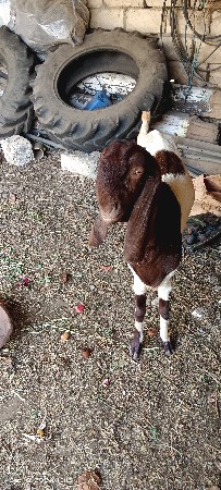 રાજસ્થાની બકરી વેચવાની છે