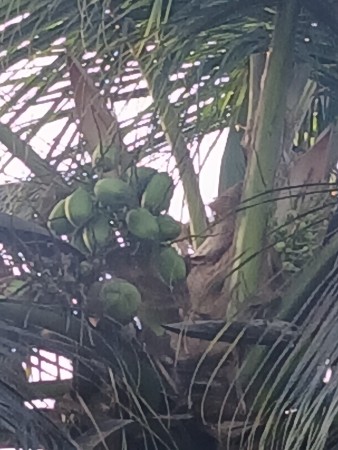 थंबनेल 3