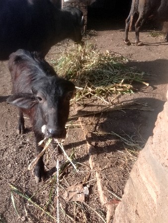 थंबनेल 3