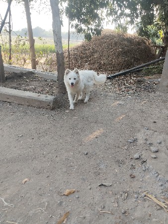 પામોલીયન કૂતરો વેચવાનો છે