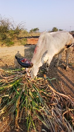 थंबनेल 2