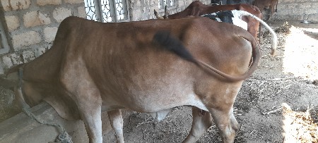 થંબનેલ 3