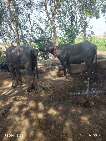 થંબનેલ 3