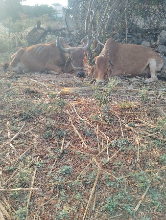 થંબનેલ 2