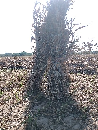 જુવાર ના પૂરા વેસવાના સે.