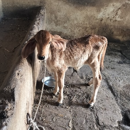 થંબનેલ 3