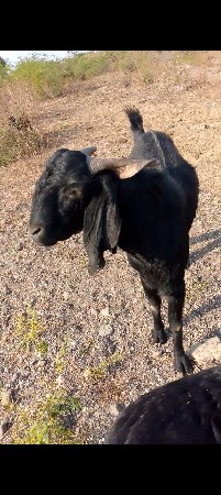 વેચવાનો