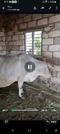 ગાય વેચવાની છે