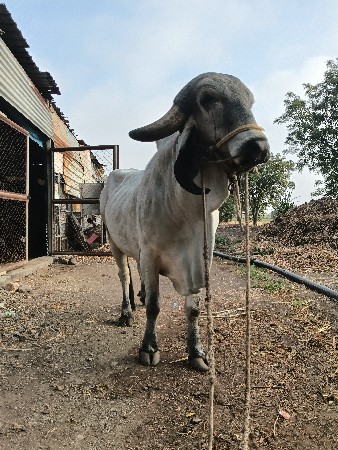 khut lidlo vechvano 6