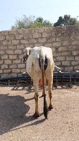 थंबनेल 3