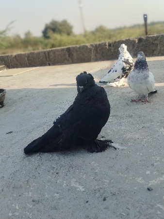 hungarian deva na che