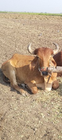 थंबनेल 2