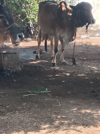 આ ગાય વેચવાની છે