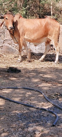 દેશી ગાય છે દેશી ગાય છે