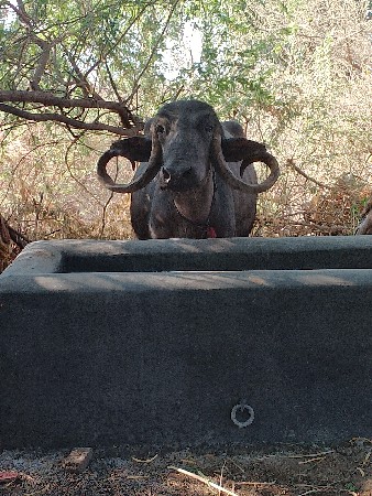 ભેંસ વેચવાની છે