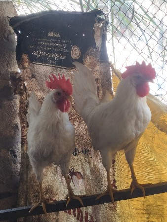 કુકડા વેચવાના છે