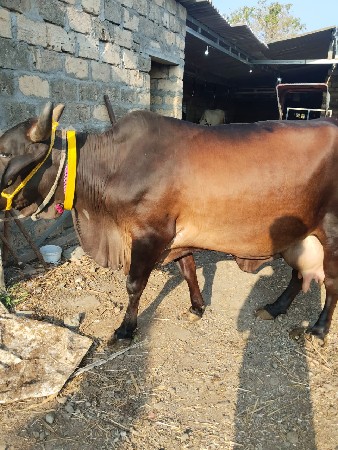 ગાય વેસવાનીછે ૧૦દિવસ ની કાસી