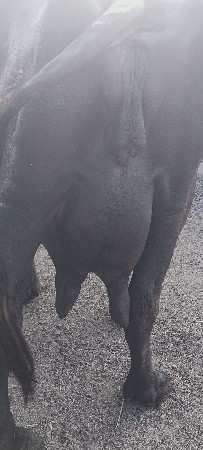 ભેંસ વેચવાની છે