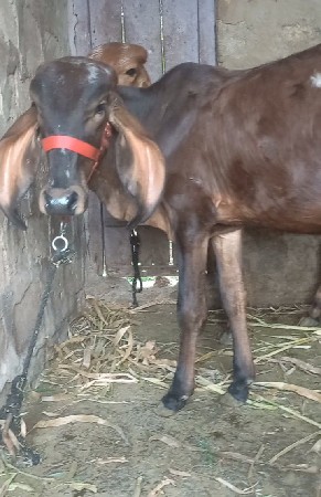 ગીર વાછડી વેચવાની છે