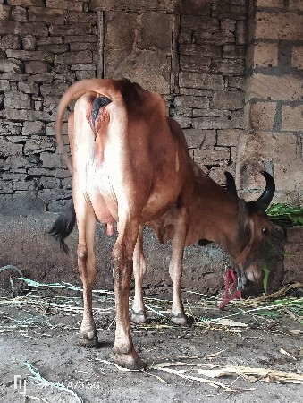 ગાય વેચવાની છે