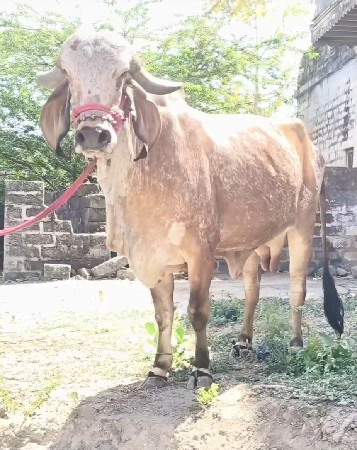 ઓરિજનલ ગીર હોડકી વેચવાની છે