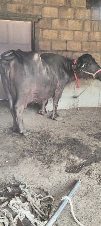 ભેસ સાટું પન કરવું