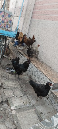 મુરધી વેચવાની