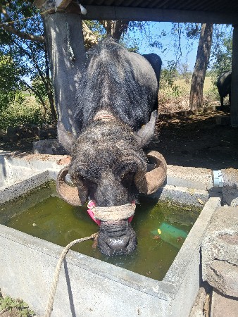 ભેંસ વેચવાની છે