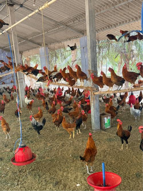 દેસી મુરઘા અને મરઘી