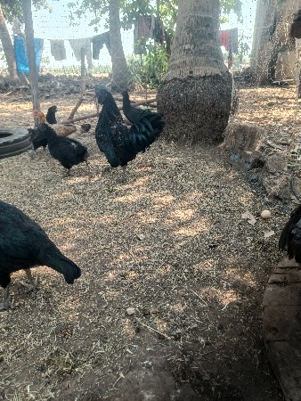 થંબનેલ 2