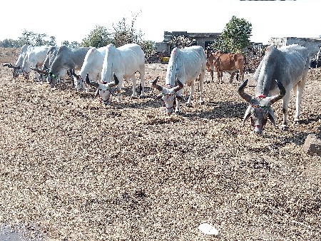 બળદ વેચવાના છે