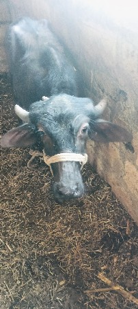 પાડી વેચવાની છે