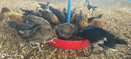 દેશી સોનાલી બચા આપવાના સે