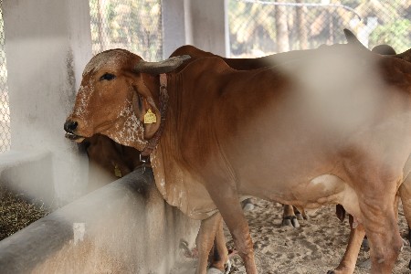 ગાય વેચવાની છે