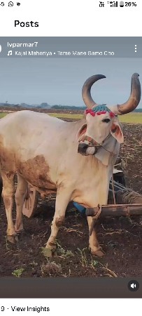 આ બળદ વેચવાના છે