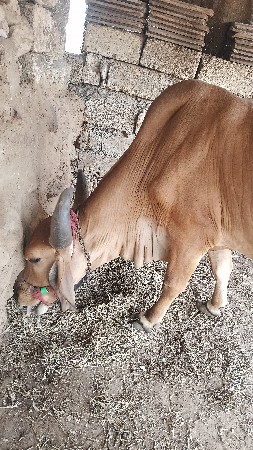 थंबनेल 2