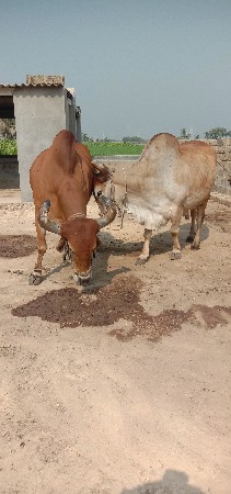 થંબનેલ 3