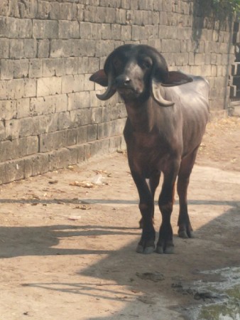 પાડો વેચવાનો છે