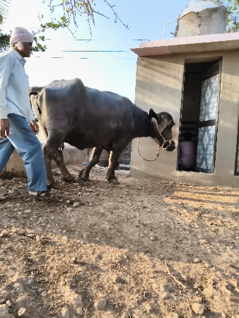 થંબનેલ 3