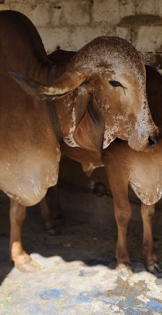 थंबनेल 2