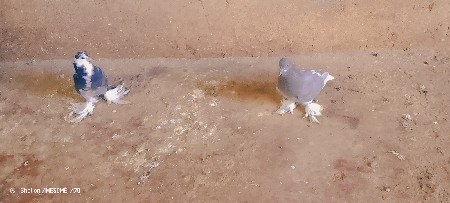 આ કબૂતર ની જોડી છે પઠા