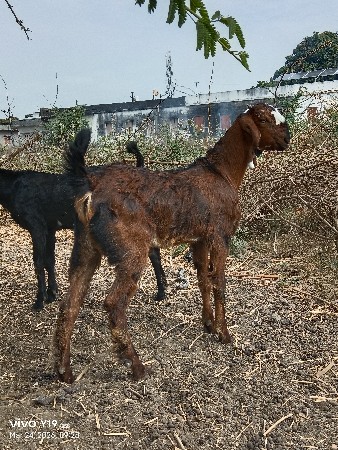 થંબનેલ 2