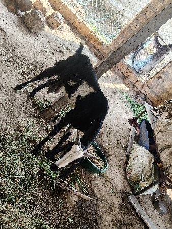 બકરી વેચવાની છે