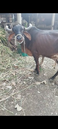 ગાય વેચવાની છે ગાય બહુ સારી છે