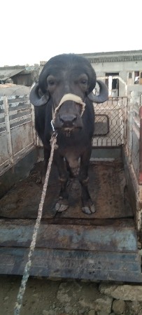 थंबनेल 2