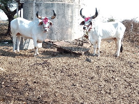 थंबनेल 3