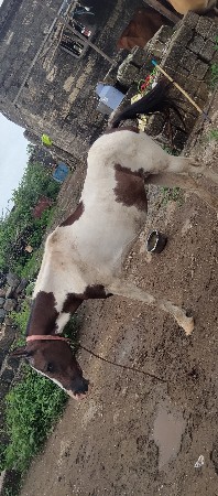 थंबनेल 3